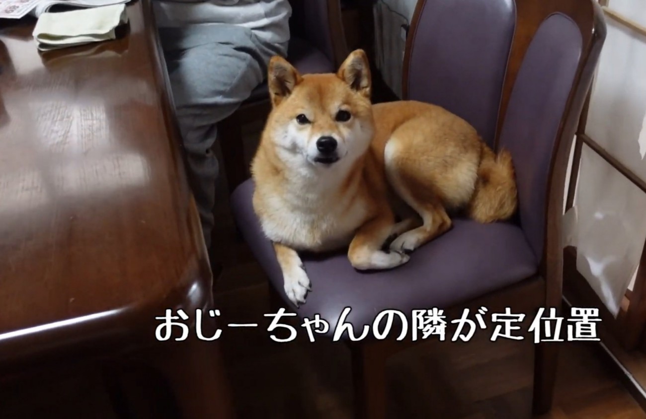 席に座る柴犬