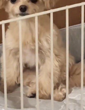 足を絡ませたような座り方をしている犬