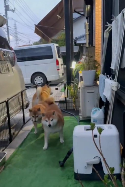 歩く犬1