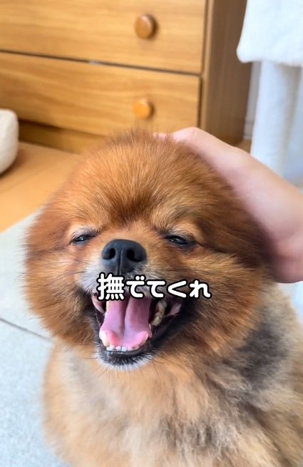 撫でてほしいトムくん