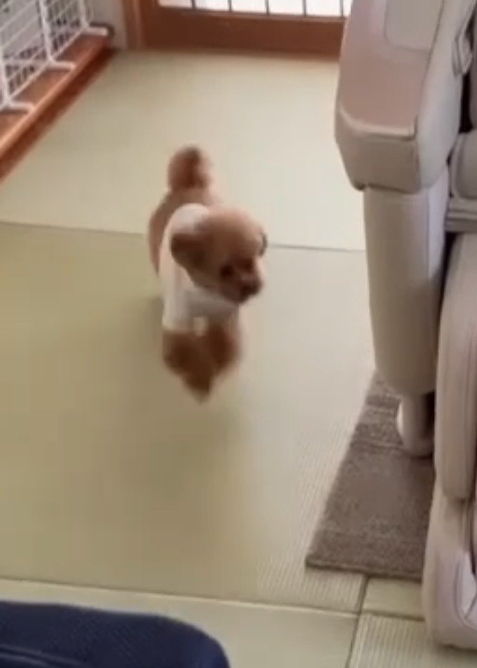 部屋を走る犬3