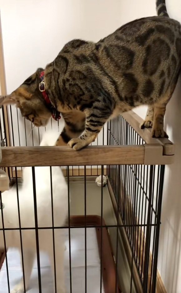 ナルちゃんとガブちゃん