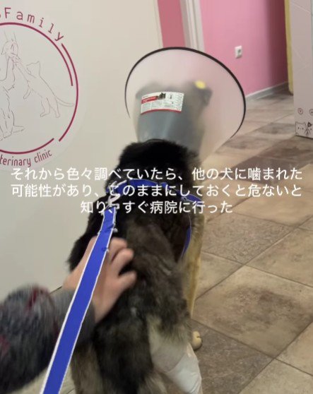 噛まれて出来た傷だった