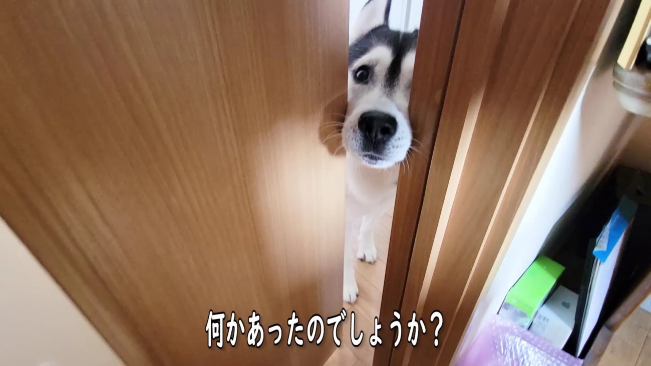 はっちゃんが部屋を訪れた