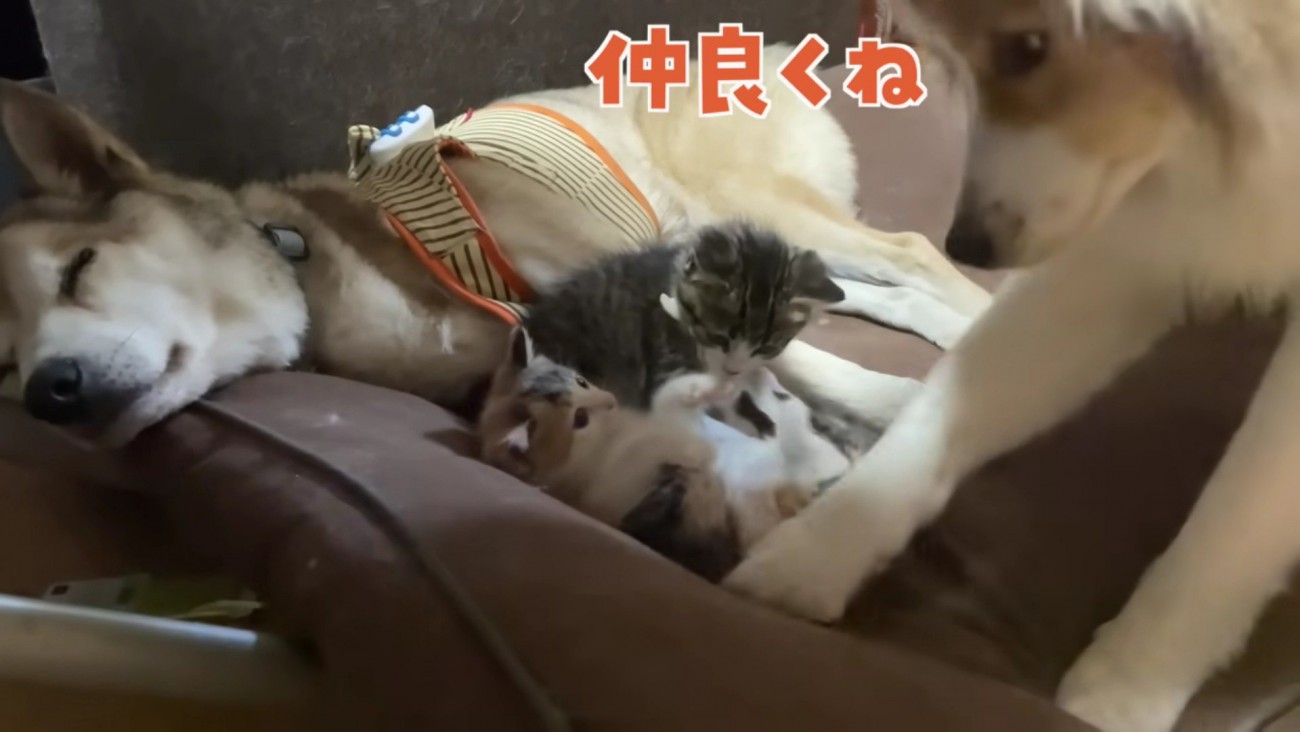 喧嘩の仲裁もお手の物