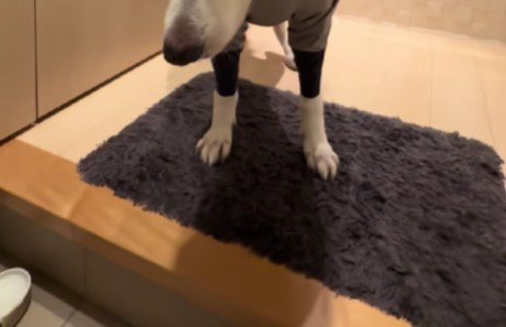 普段はゴキゲンなれおちゃんが…
