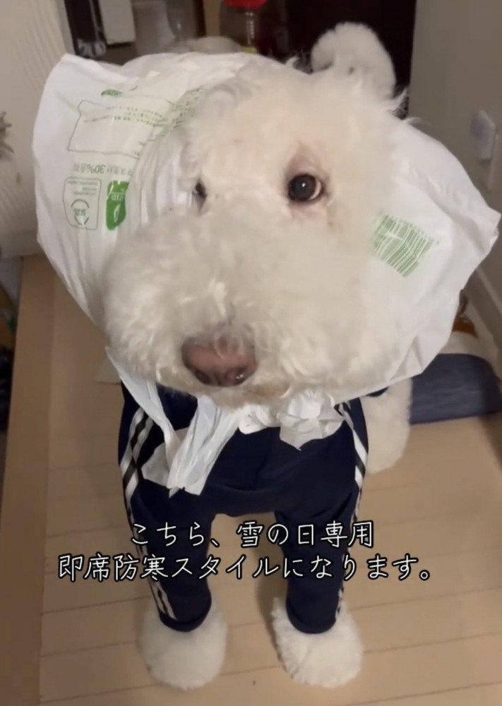 防寒着を着て立つ犬