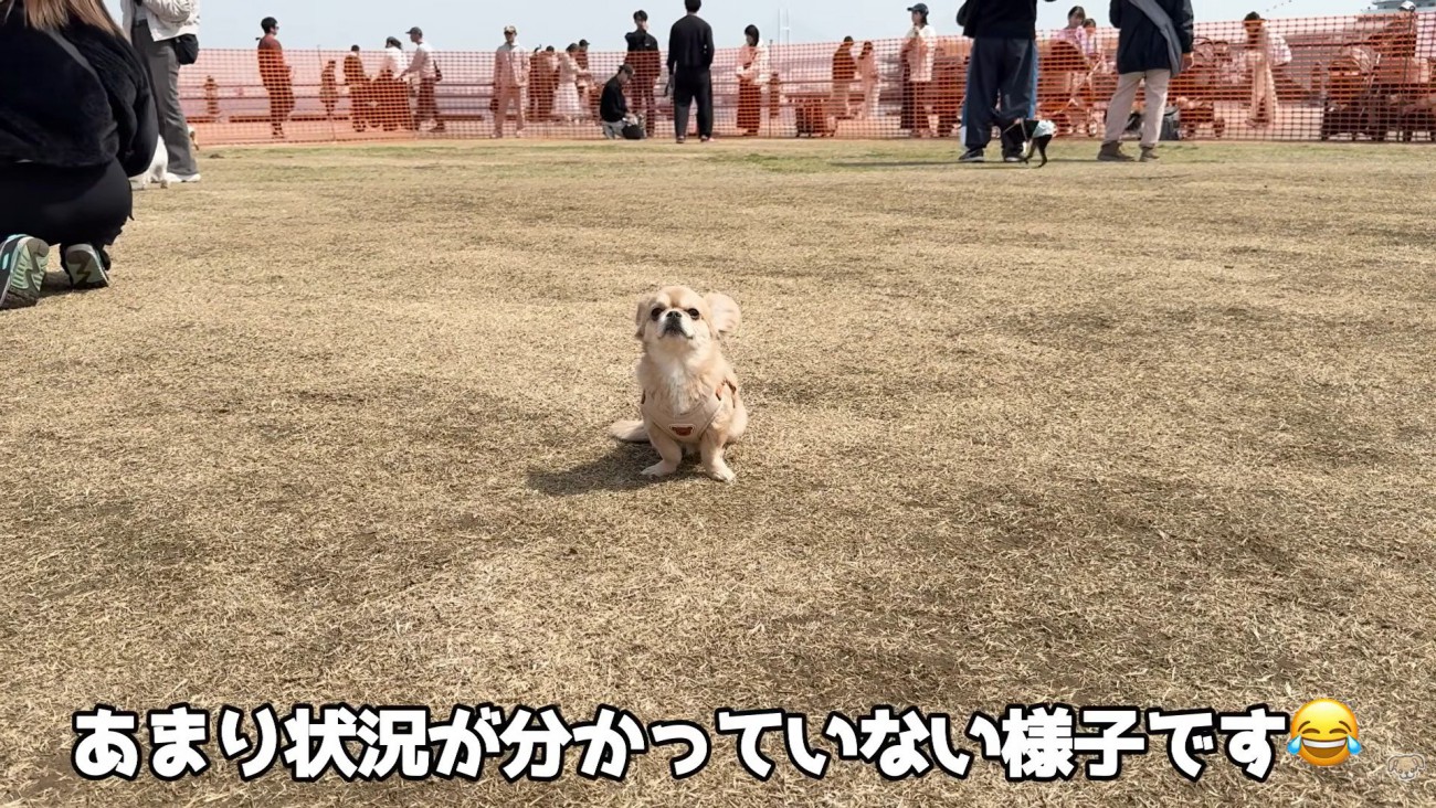 あまりにも平和！