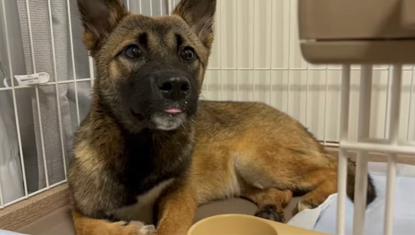 ケージに入る子犬