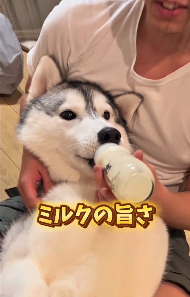 ミルクを飲む大型犬2