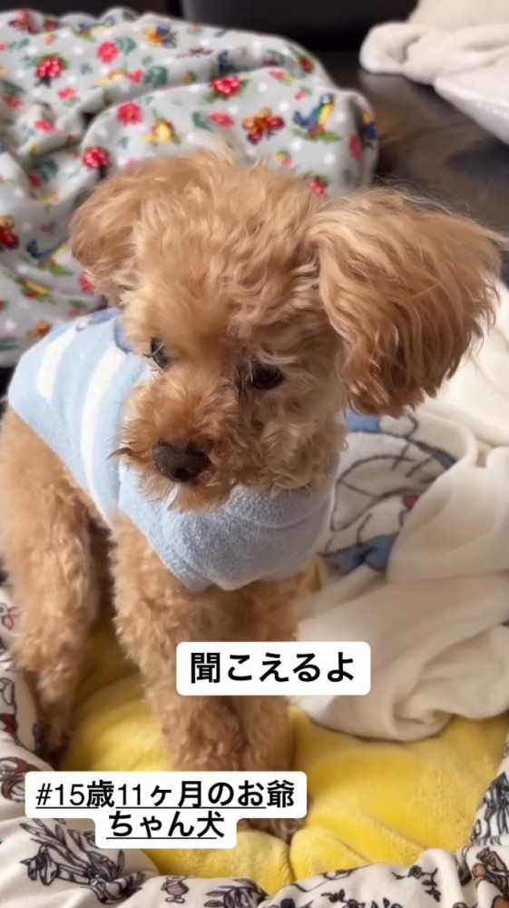 女性の声に反応して鳴き声をあげる犬