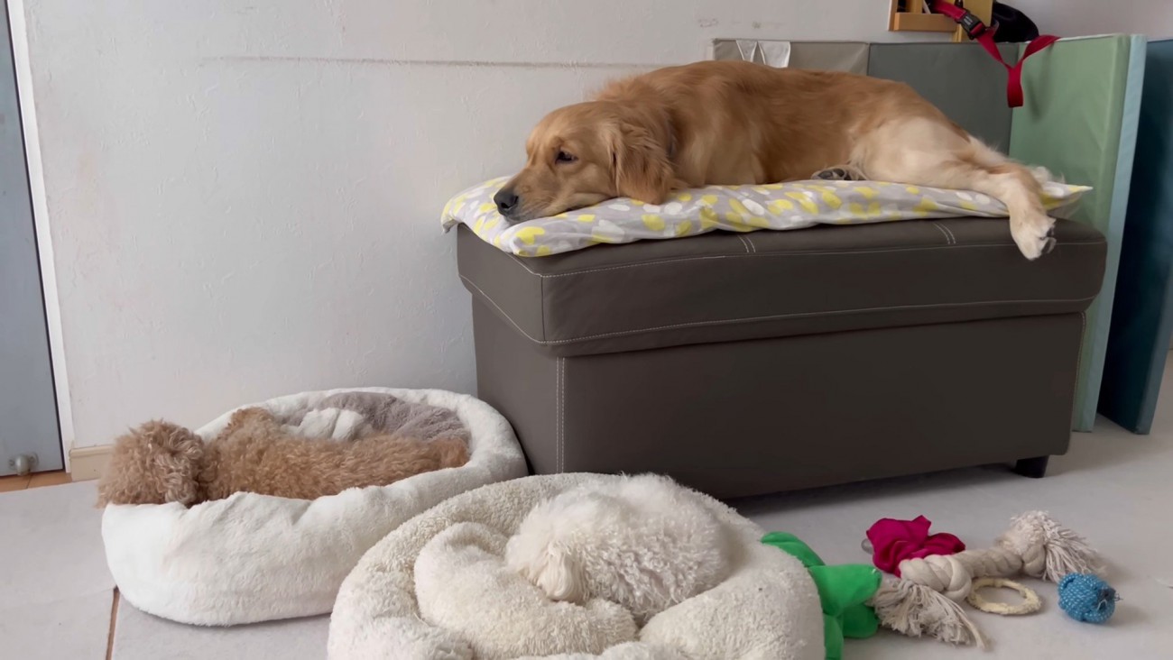 ベッドが羨ましいぷりんくん6