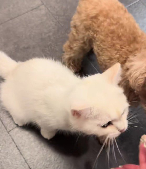 犬化している猫さんでした