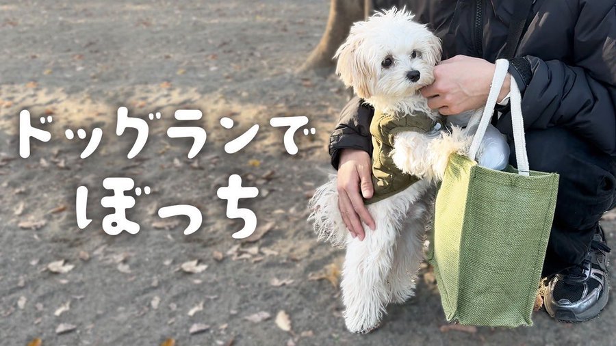 犬見知り
