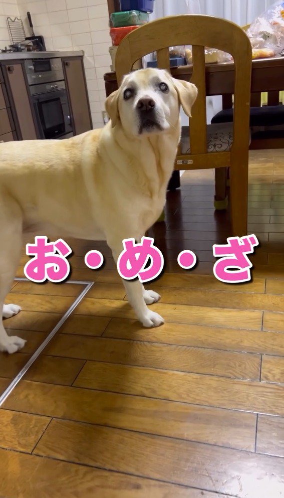 少し離れたところから飼い主を見つめる犬