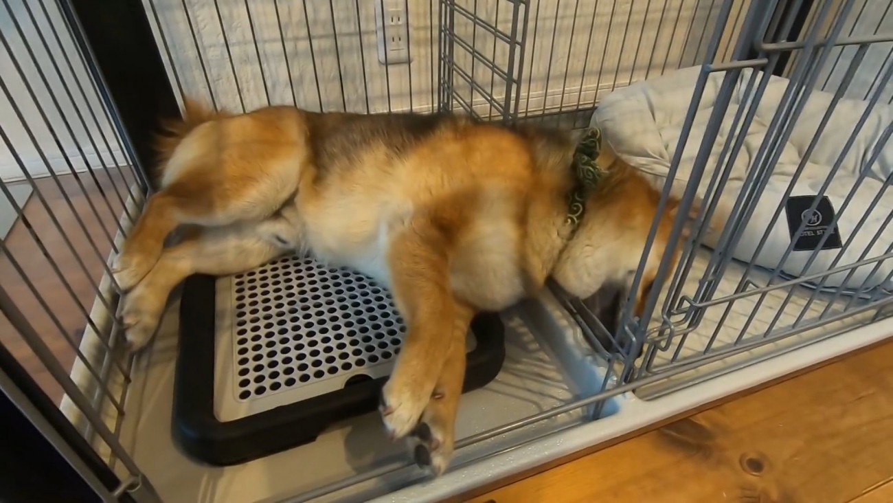 おにぎりくんの散歩拒否4