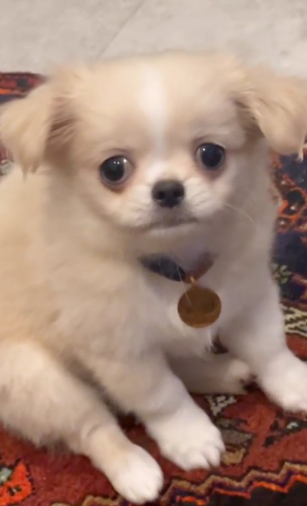 困り顔の犬