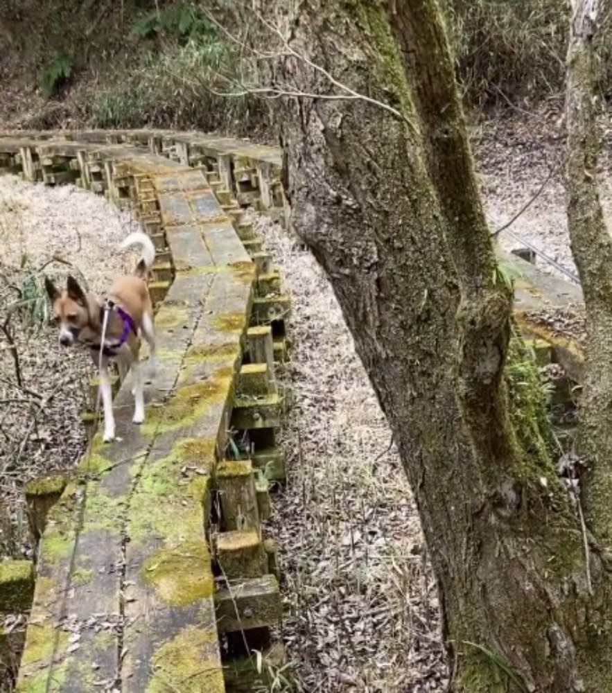 飼い主の方へ戻ってくる立ち耳の犬