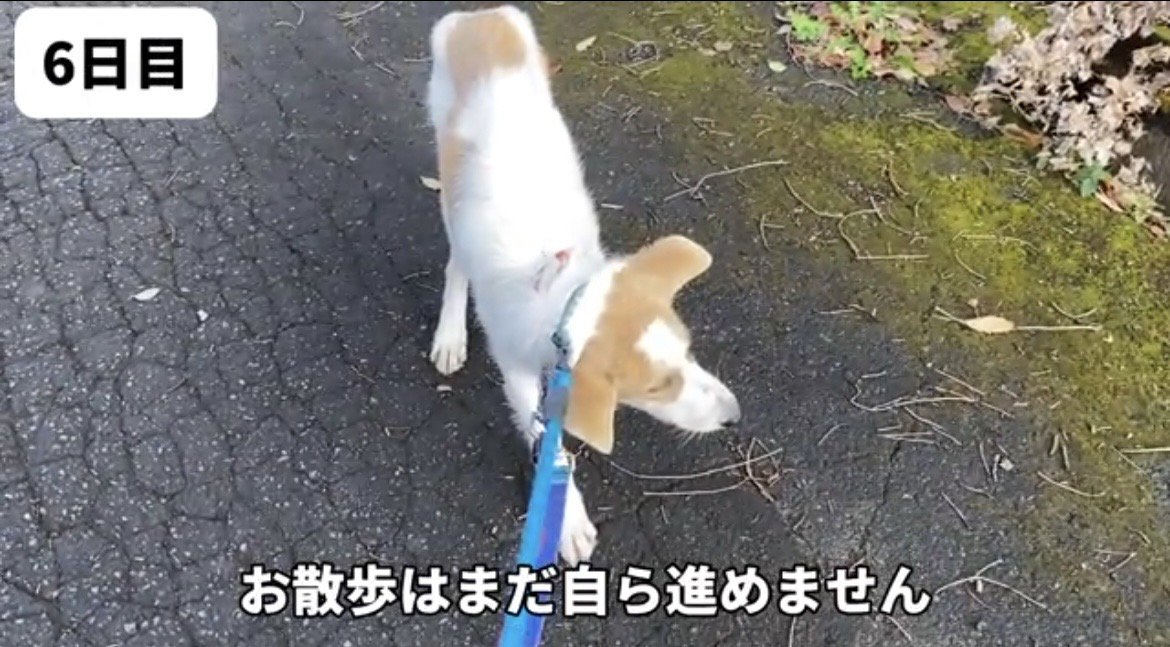 立ち止まる犬