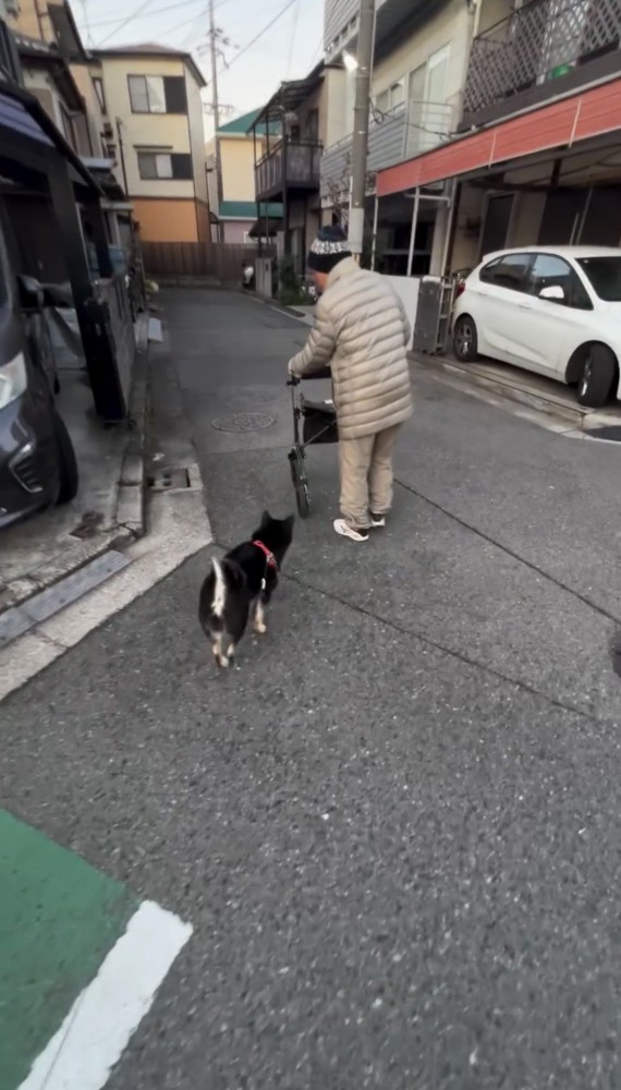 角を曲がる人のあとを追う犬