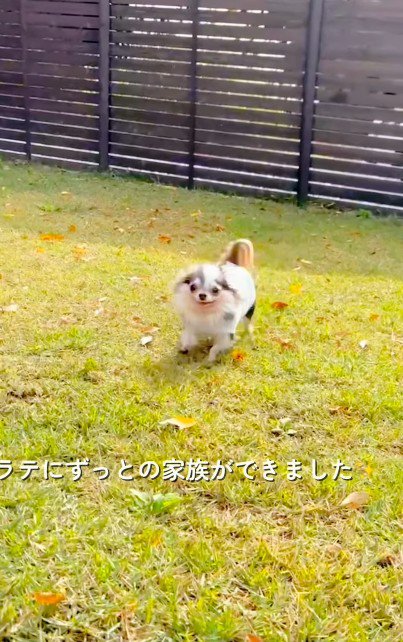新しい犬生の始まり