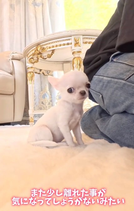 離れるのが嫌なルミちゃん