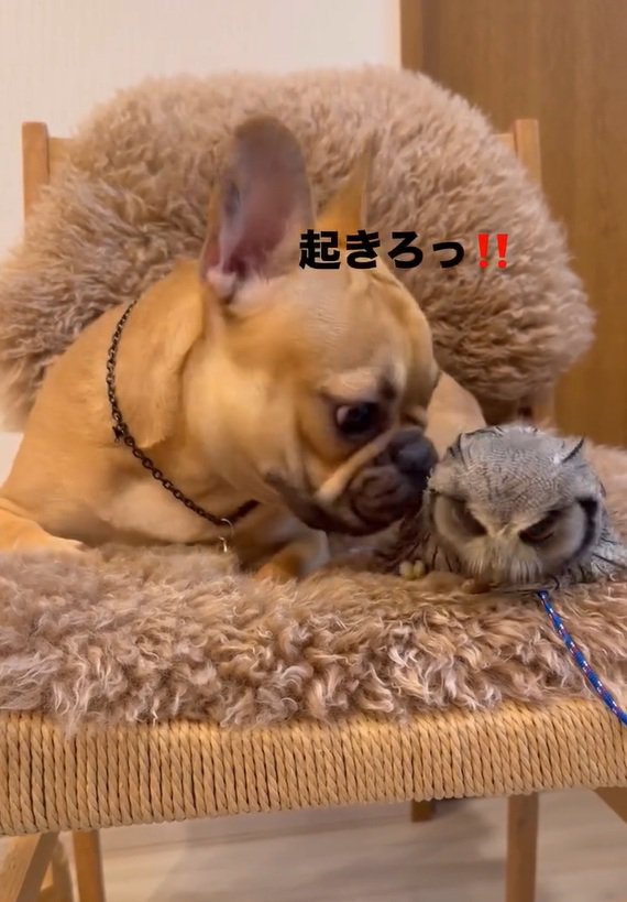 はっさくくんを起こすおとちゃん