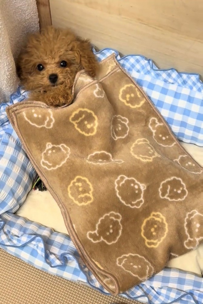 くりくりの目で見上げる犬