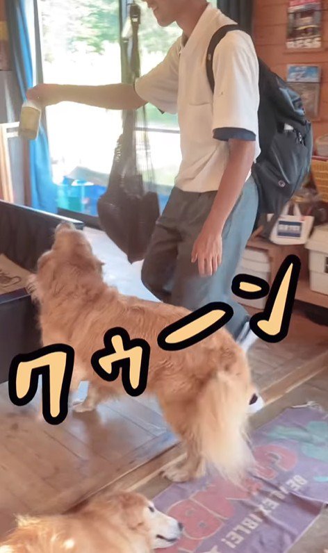 お兄ちゃん帰宅時のボスくん＆ルナちゃん4