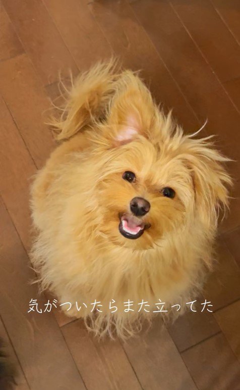 ポコくんの耳の変化7