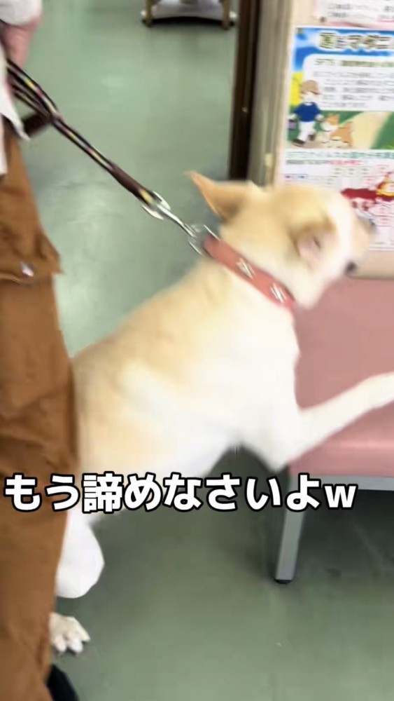 病院のベンチにしがみつく犬