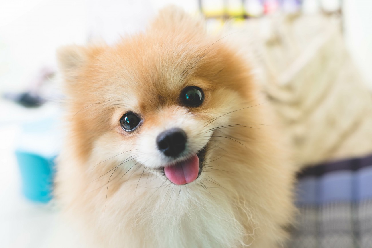 『飼い主のことが大好きな犬』の共通点5選 見逃したくない愛情表現や好いてもらうコツまで