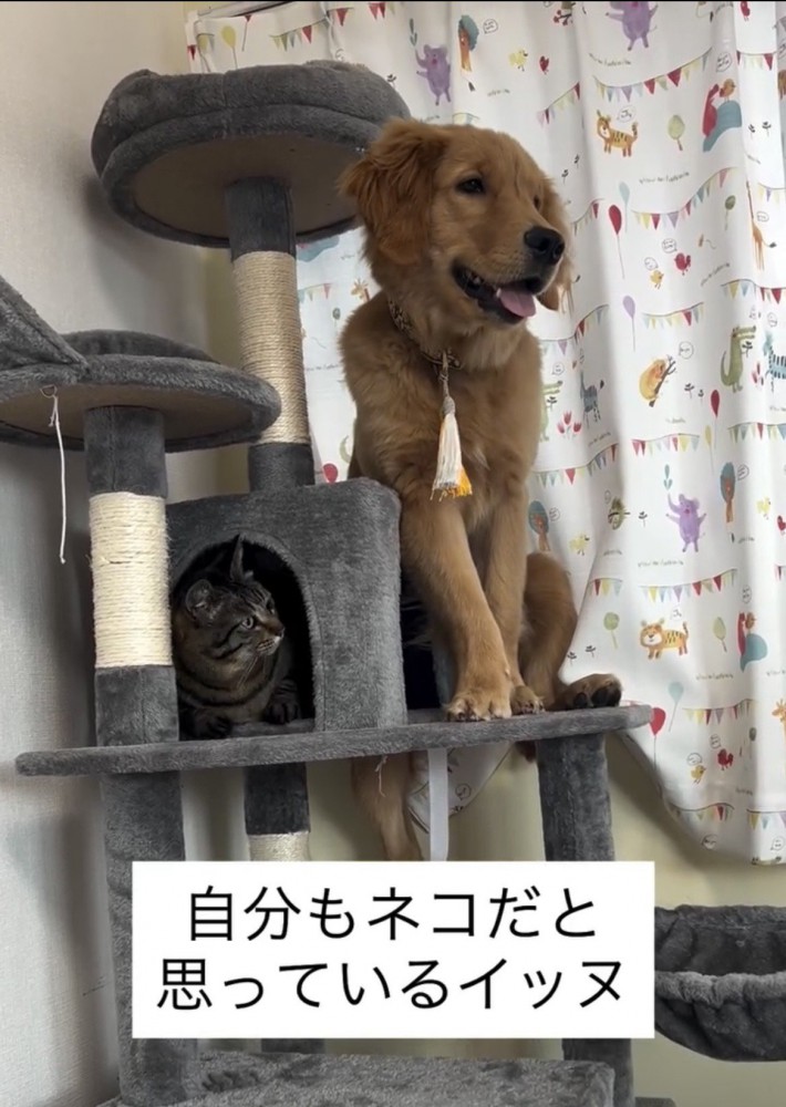 キャットタワーに並ぶ犬と猫