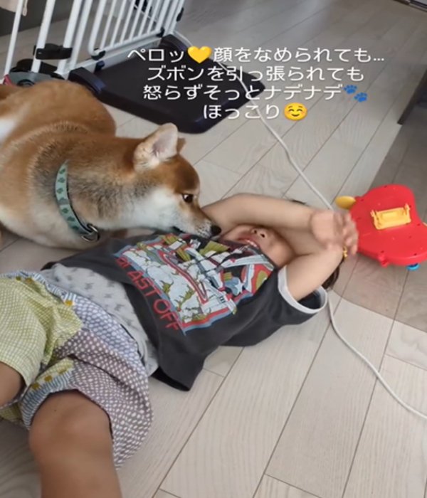 男の子をなめる犬