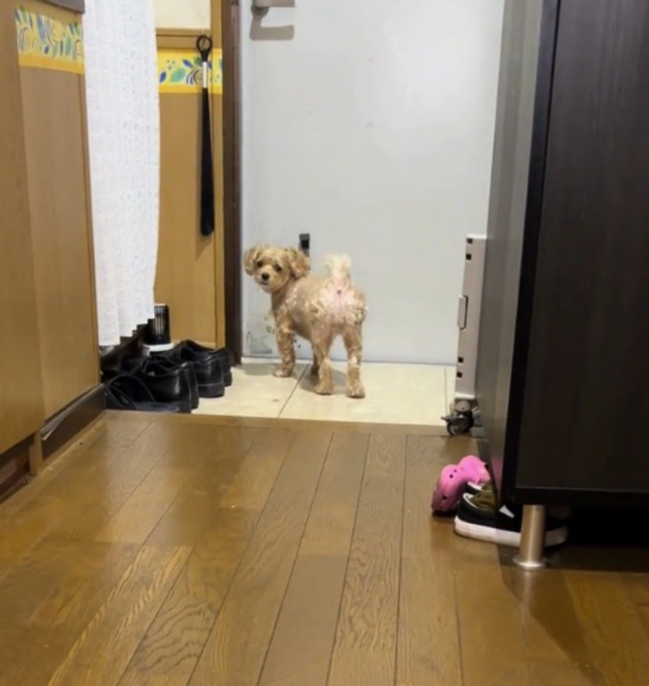 玄関ドアの前で女性をふり返る犬