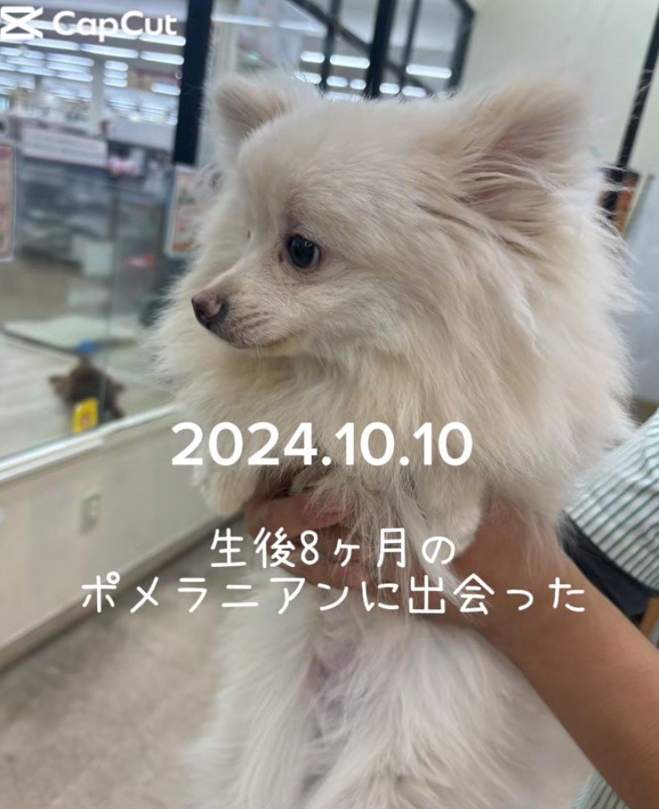 売れ残っていた犬