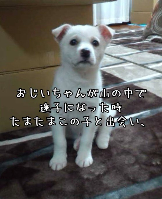 おじいちゃんが発見した