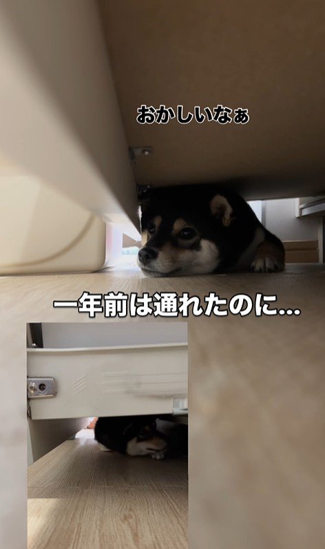 隙間に入ろうとする千幸ちゃん2