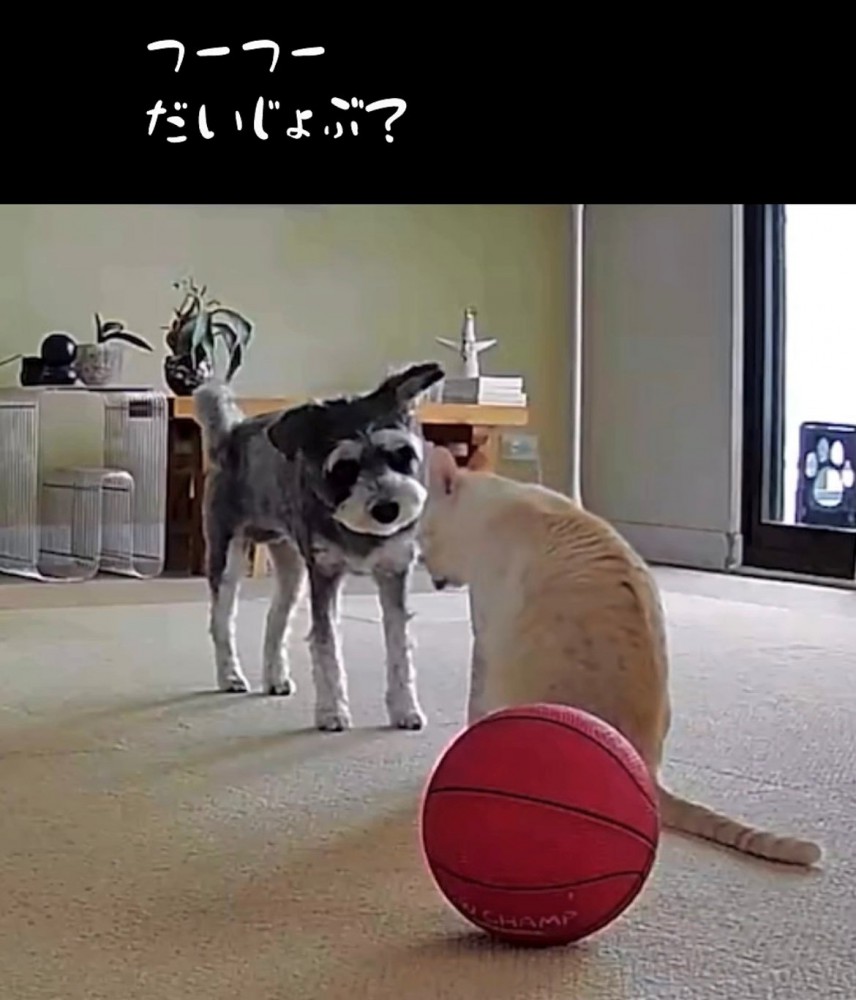 猫に優しく顔を寄せる犬