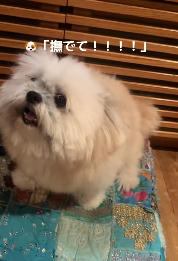 撫でてほしいるるちゃん