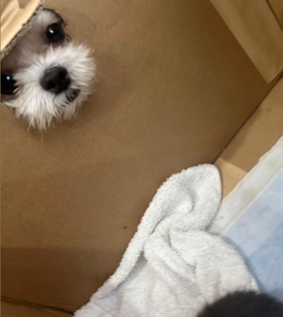 ダンボールの穴から覗く小型犬