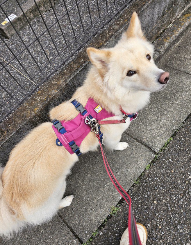 つるちゃんの日常3