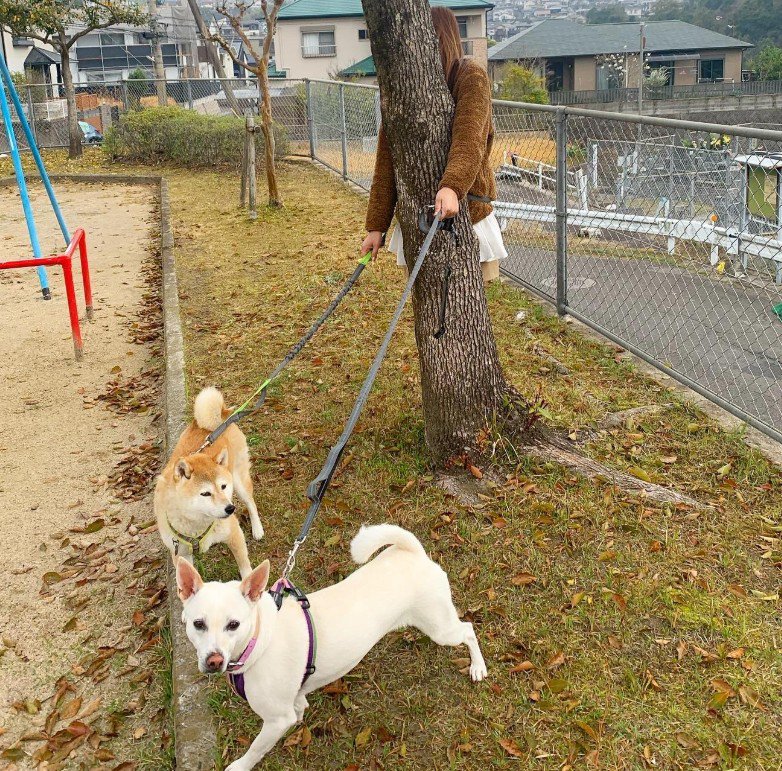 木にぶつかってしまうことも…