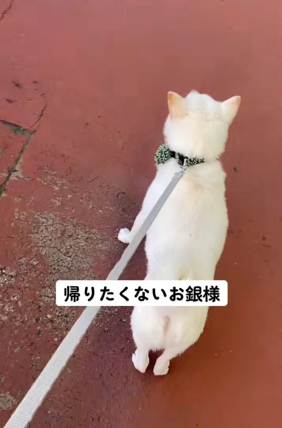 立ち尽くす銀くん