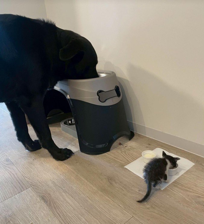 キングくんと子猫9