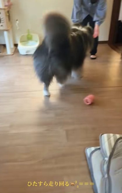 家の中で女性に駆け寄る秋田犬