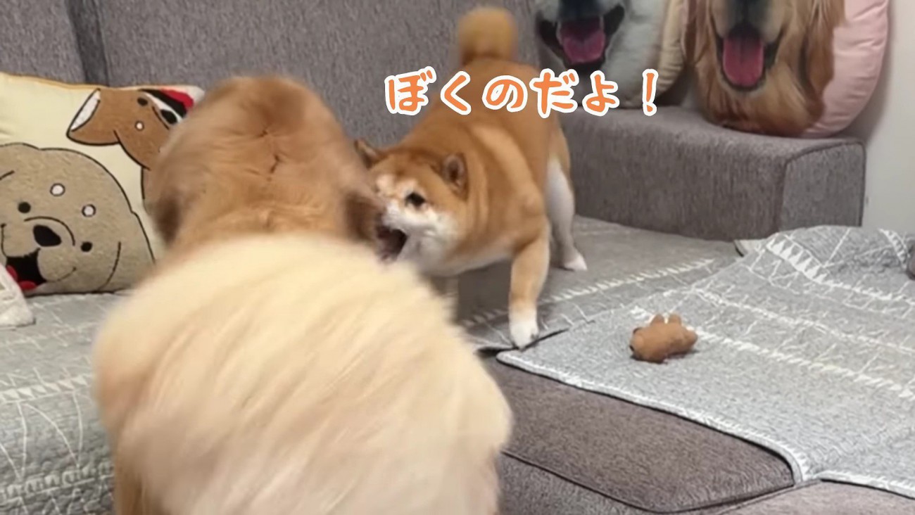 「これは僕のおもちゃ！」
