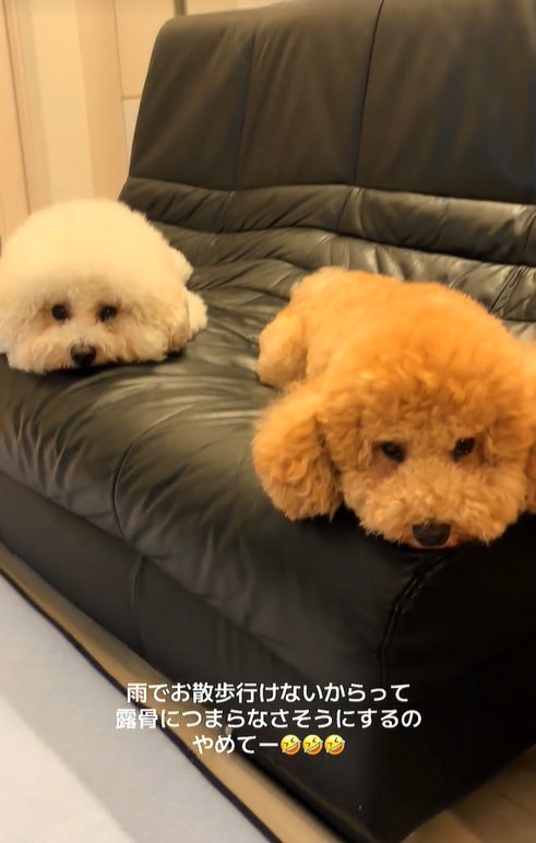 散歩に行けず拗ねる小型犬達