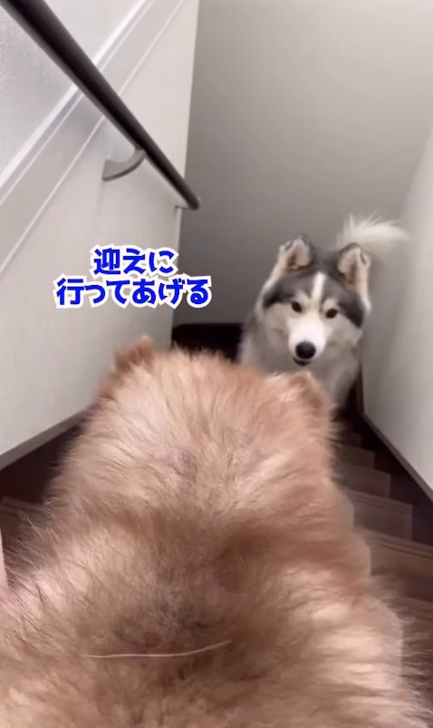 赤ちゃん犬を迎えに行く兄犬