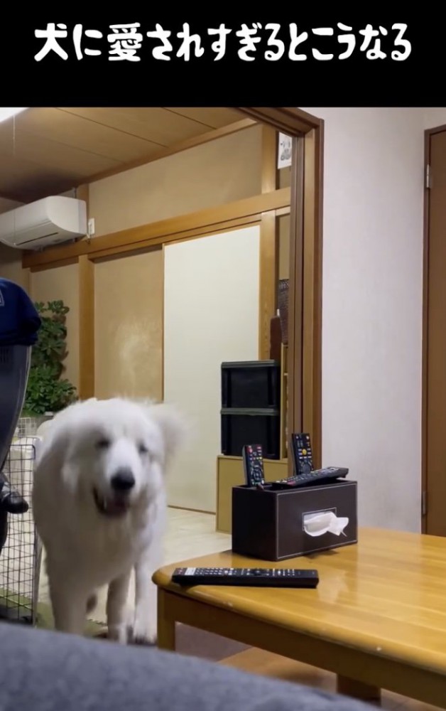 飼い主さんに突進中